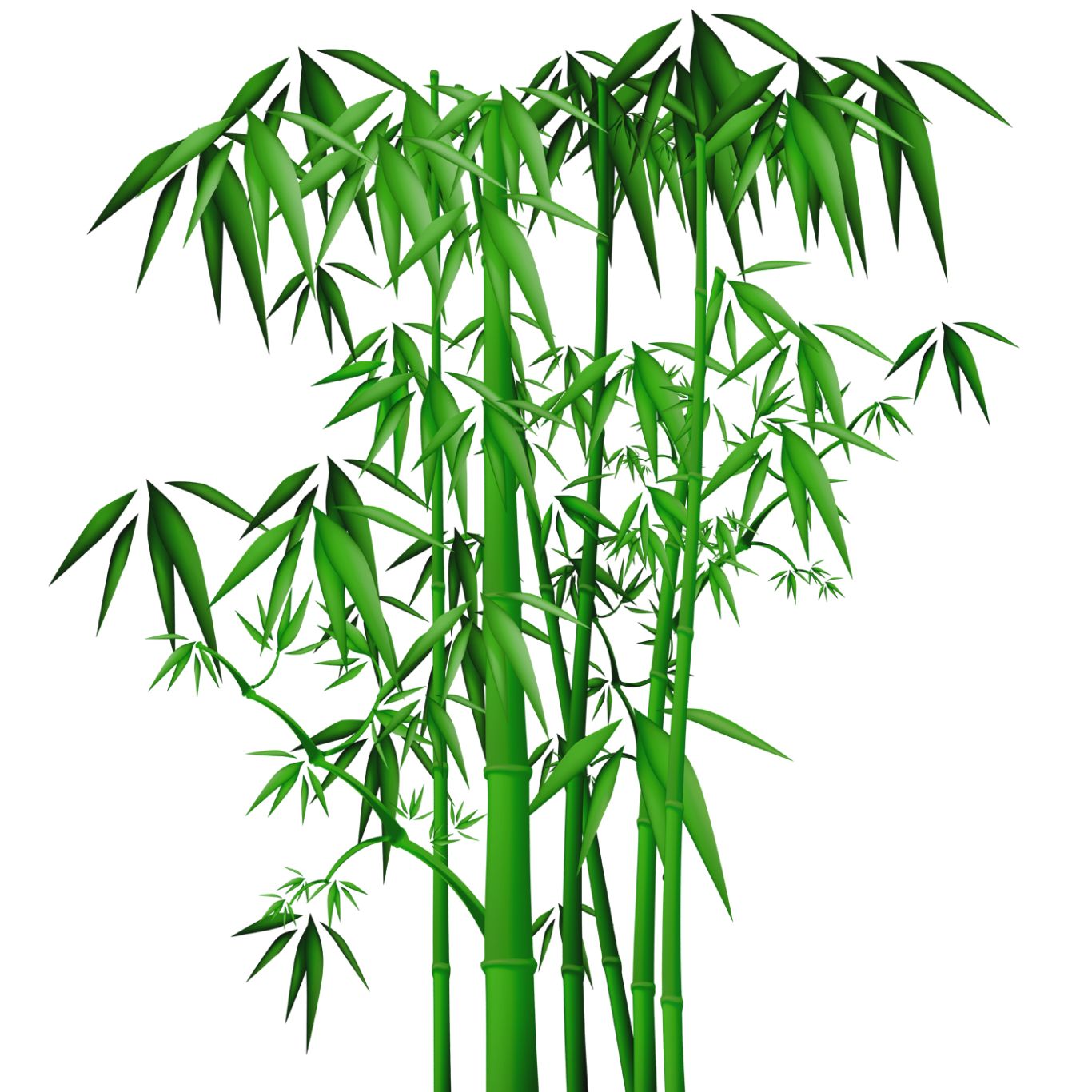 Bamboo PNG     图片编号:63822