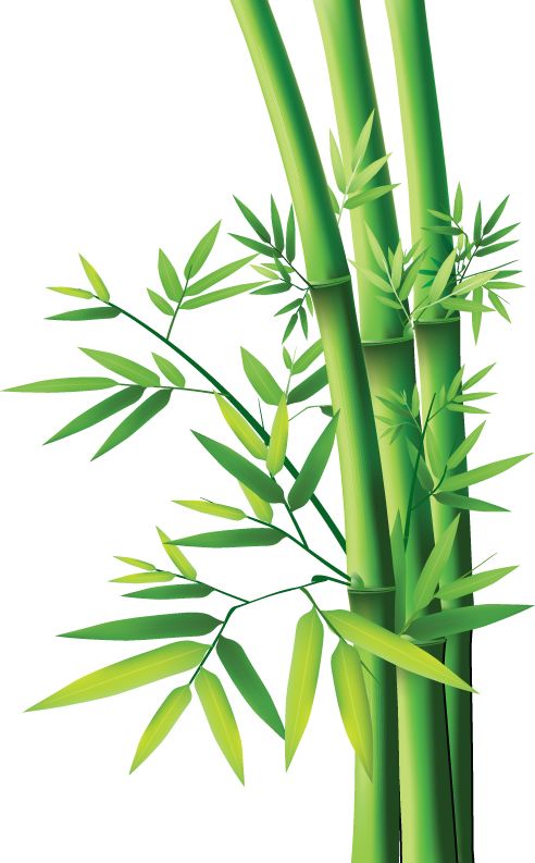 Bamboo PNG     图片编号:63826