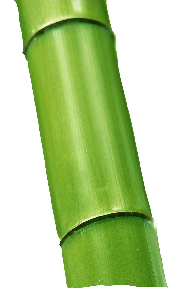 Bamboo PNG     图片编号:63829
