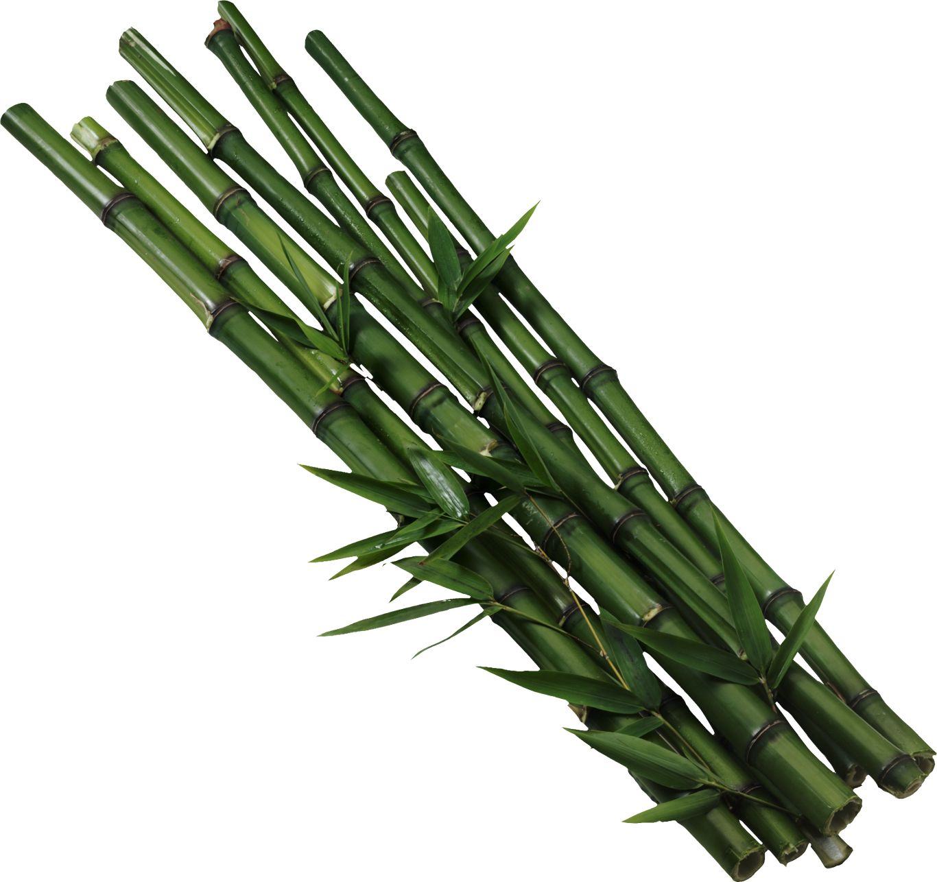 Bamboo PNG     图片编号:63830