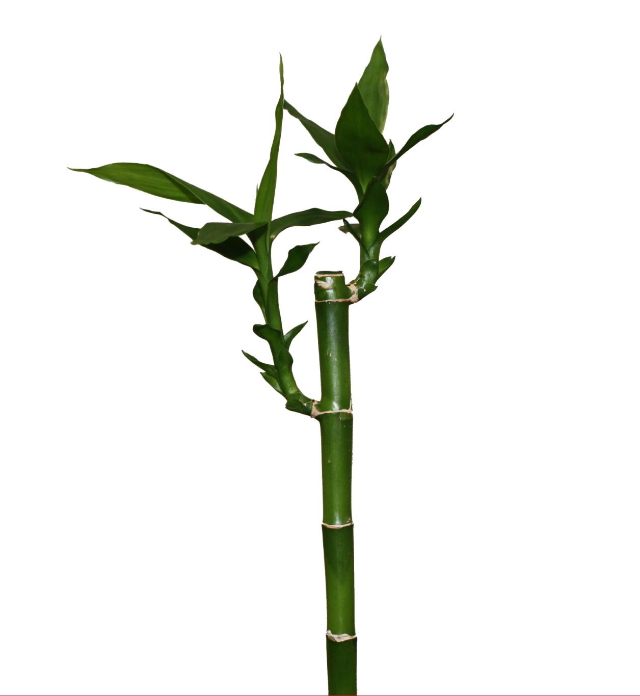 Bamboo PNG     图片编号:63831