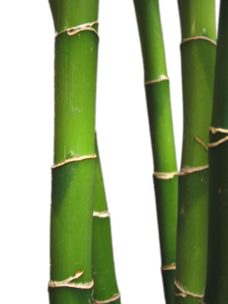 Bamboo PNG     图片编号:63833