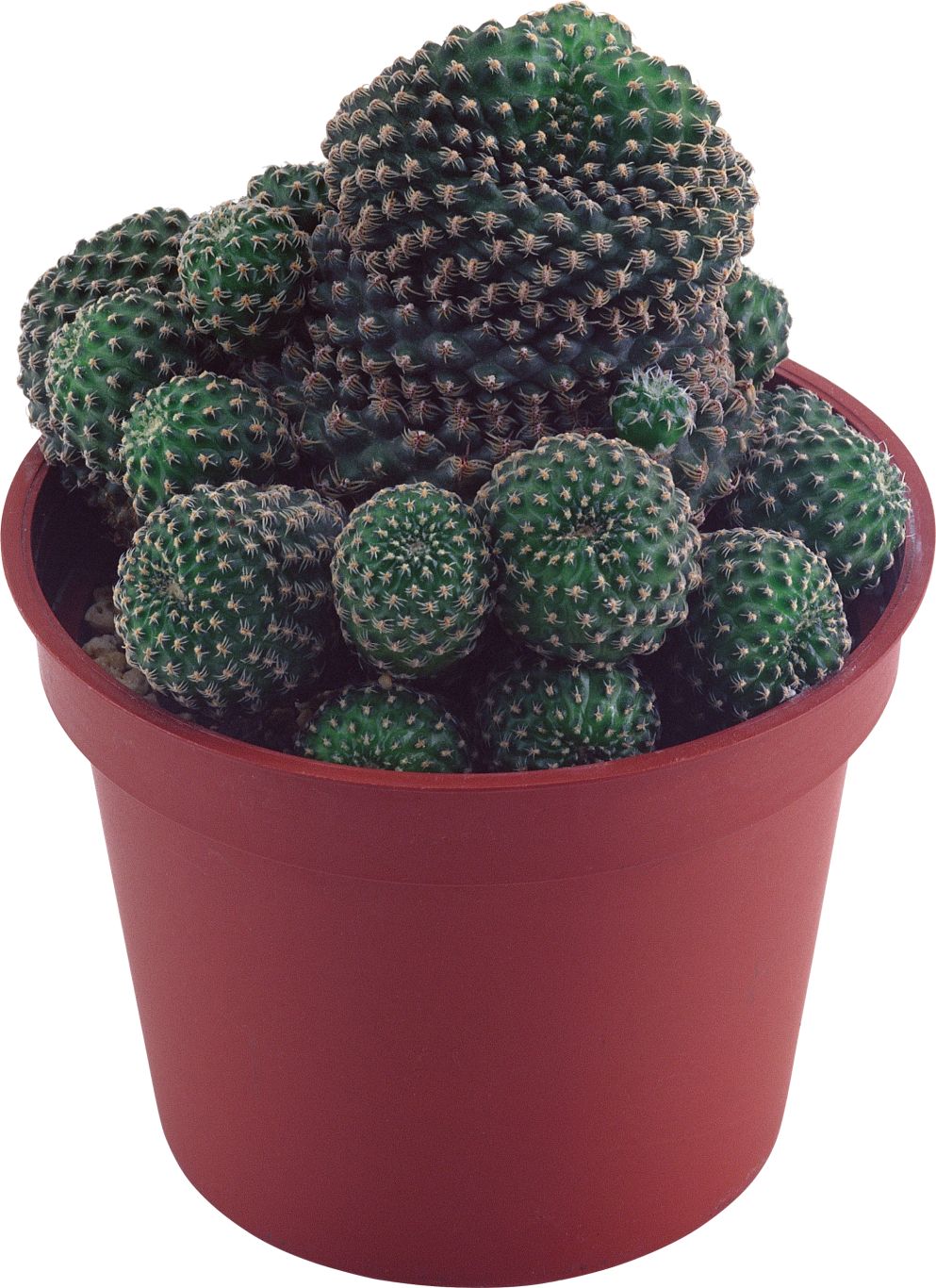 Cactus PNG image     图片编号:23611