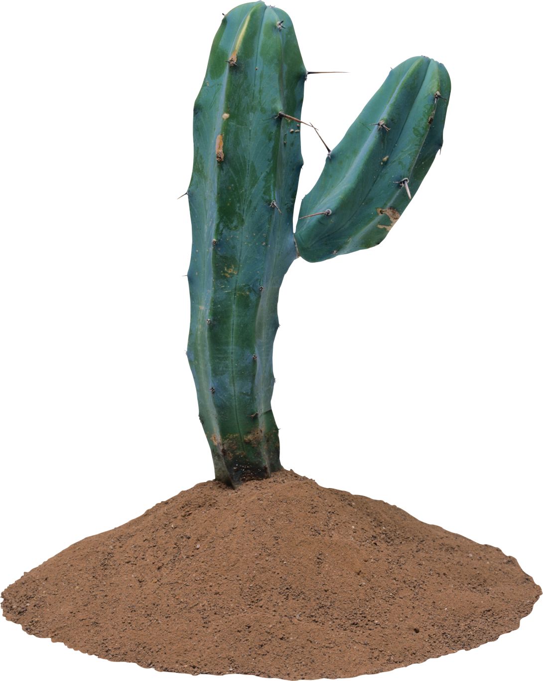 Cactus PNG image     图片编号:23613