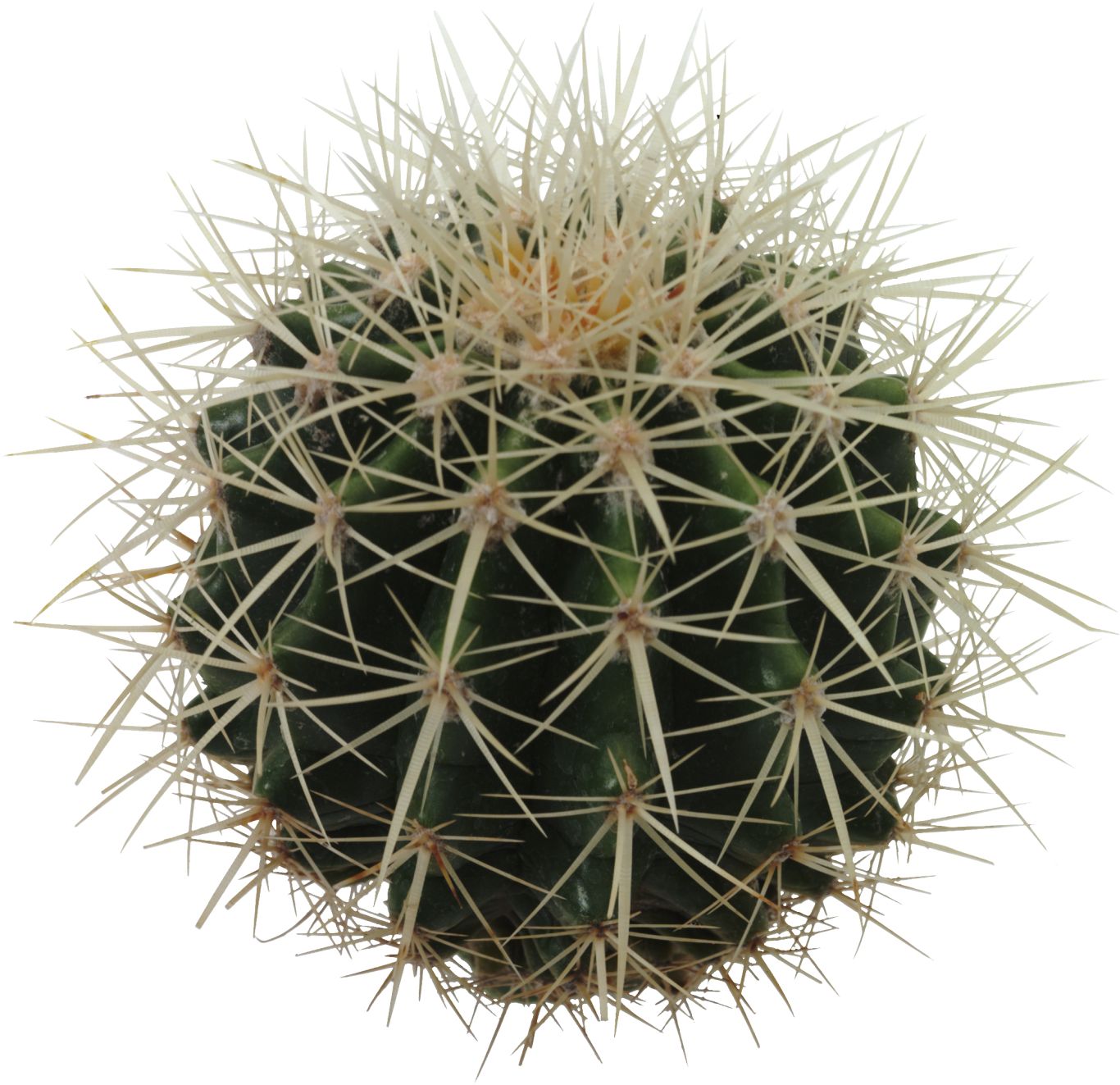 Cactus PNG image     图片编号:23614
