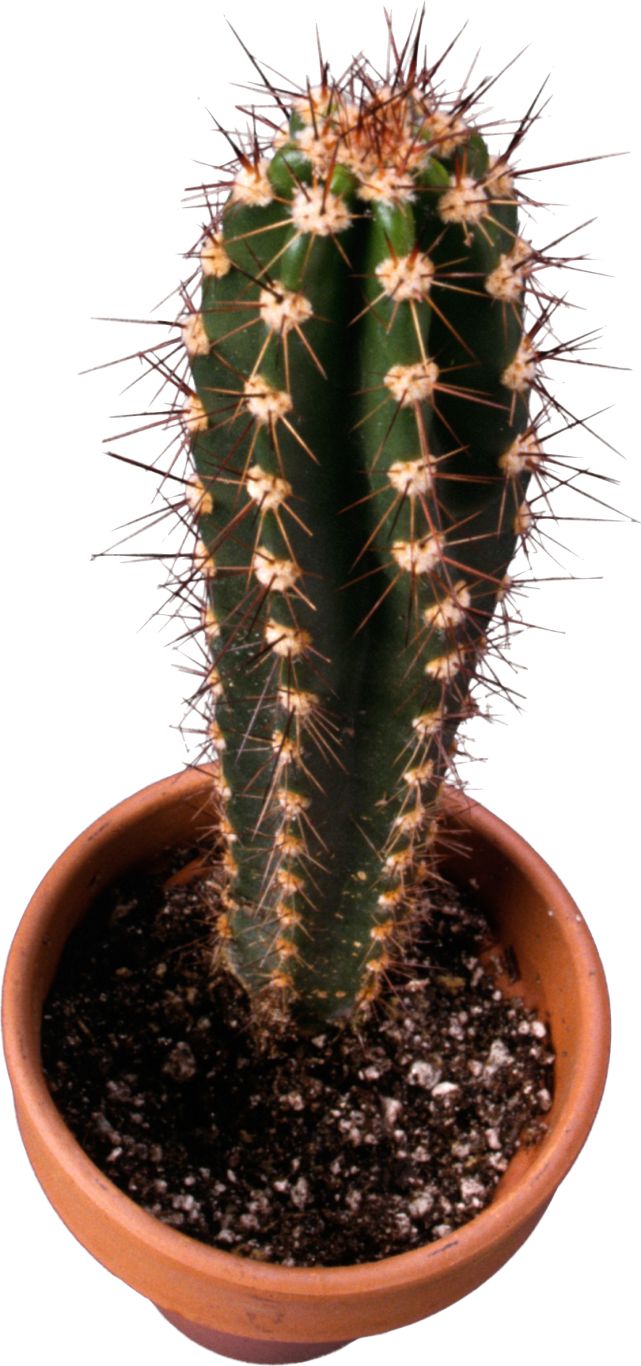 Cactus PNG image     图片编号:23615