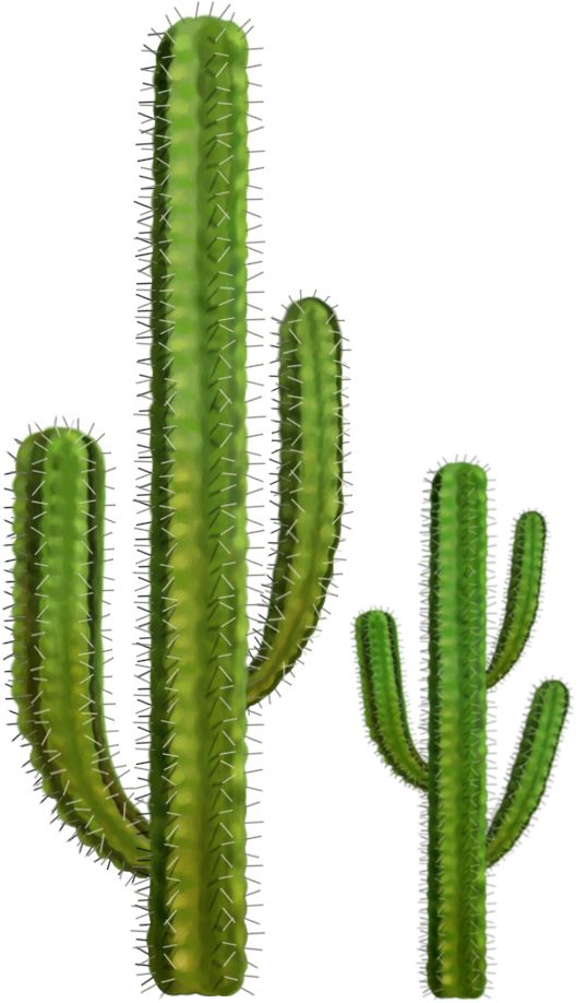 Cactus PNG image     图片编号:23616