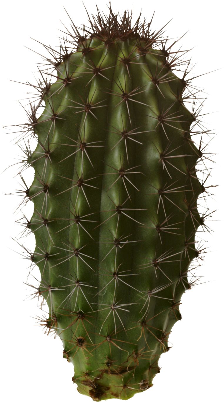 Cactus PNG image     图片编号:23617