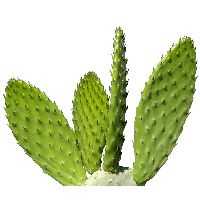 Cactus PNG image     图片编号:23618