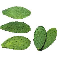 Cactus PNG image     图片编号:23619
