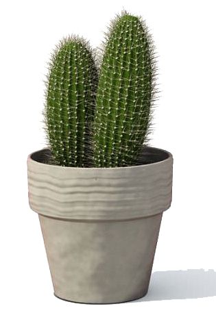 Cactus PNG image     图片编号:23621