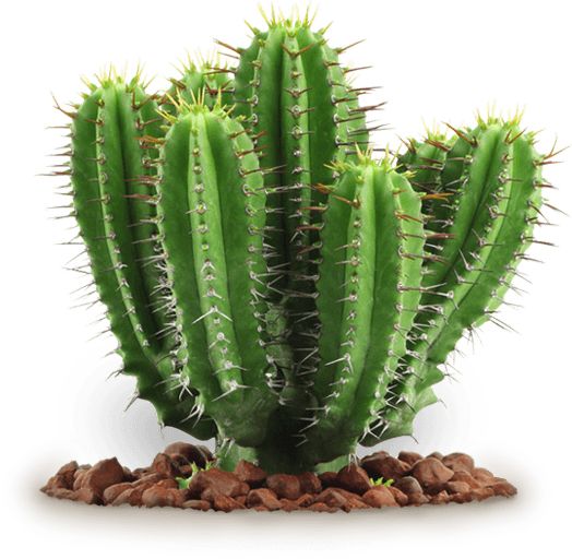 Cactus PNG image     图片编号:23623