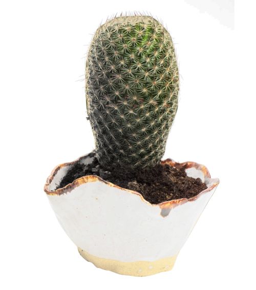 Cactus PNG image     图片编号:23626