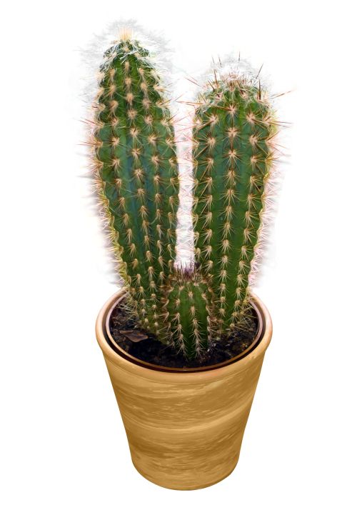 Cactus PNG image     图片编号:23627