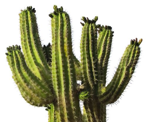 Cactus PNG image     图片编号:23629