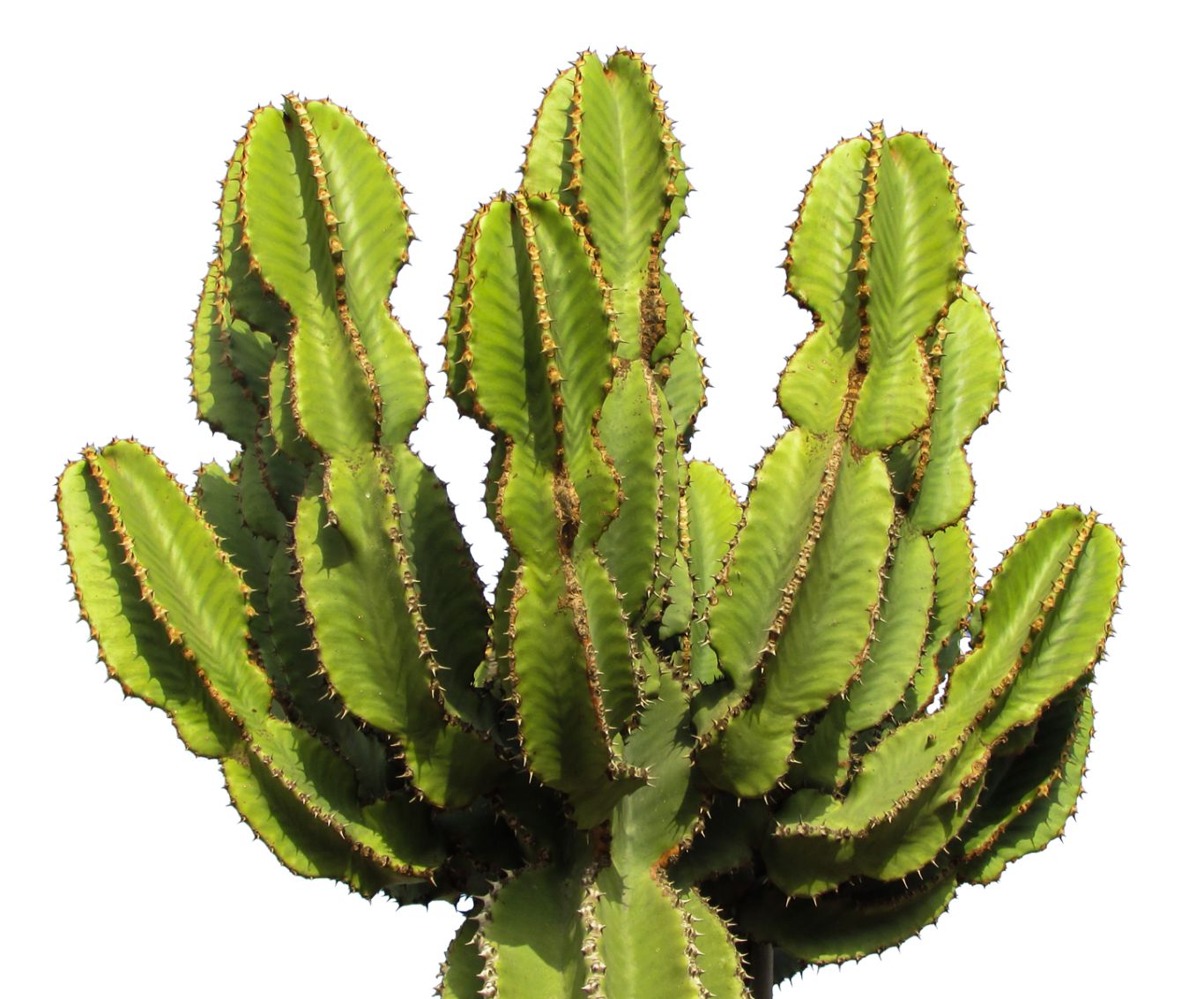 Cactus PNG image     图片编号:23631