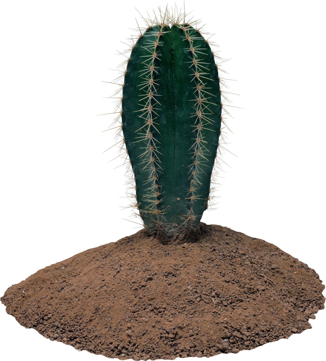 Cactus PNG image     图片编号:23639