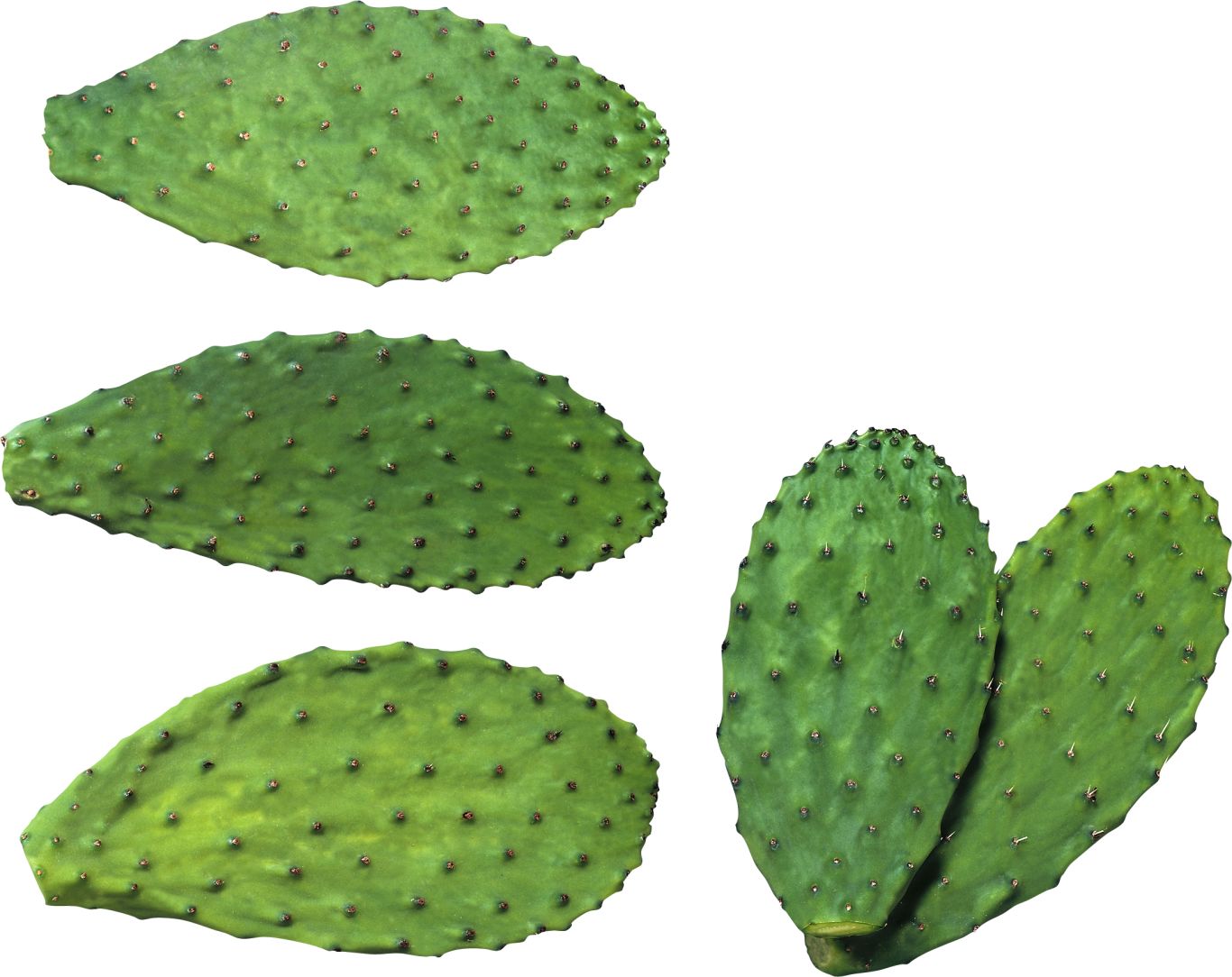 Cactus PNG image     图片编号:23640