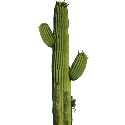 Cactus PNG image     图片编号:23641