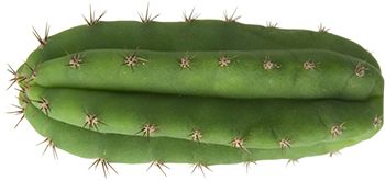 Cactus PNG image     图片编号:23642