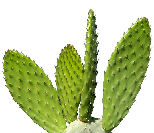 Cactus PNG image     图片编号:3810