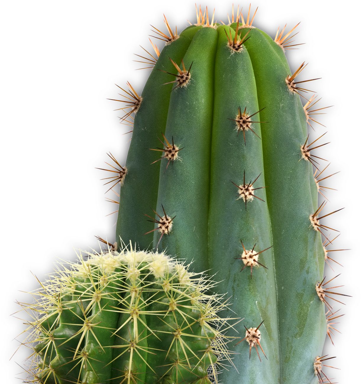 Cactus PNG image     图片编号:3813