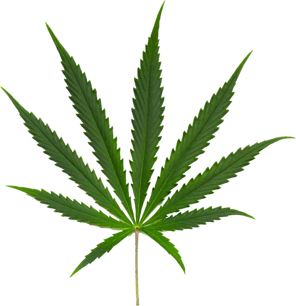 Cannabis PNG     图片编号:31977