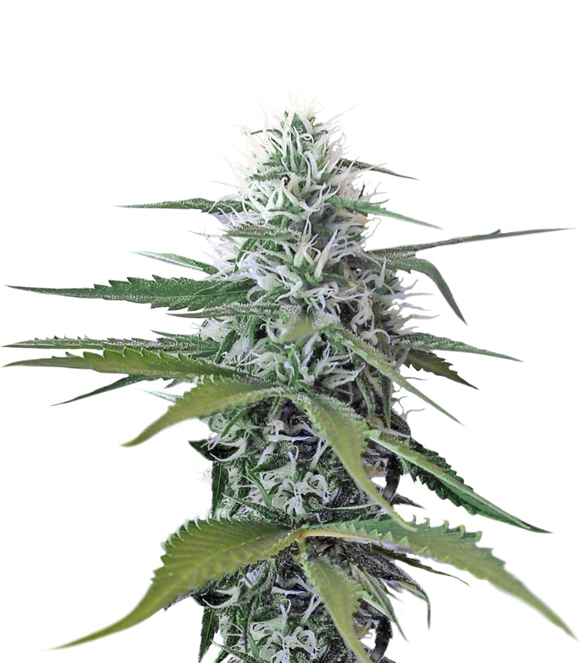 Cannabis PNG     图片编号:31982