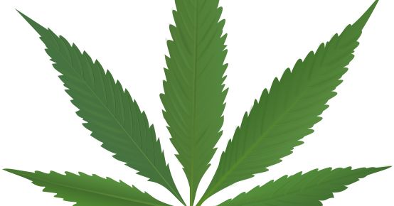 Cannabis PNG     图片编号:31984