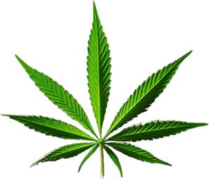 Cannabis PNG     图片编号:31985