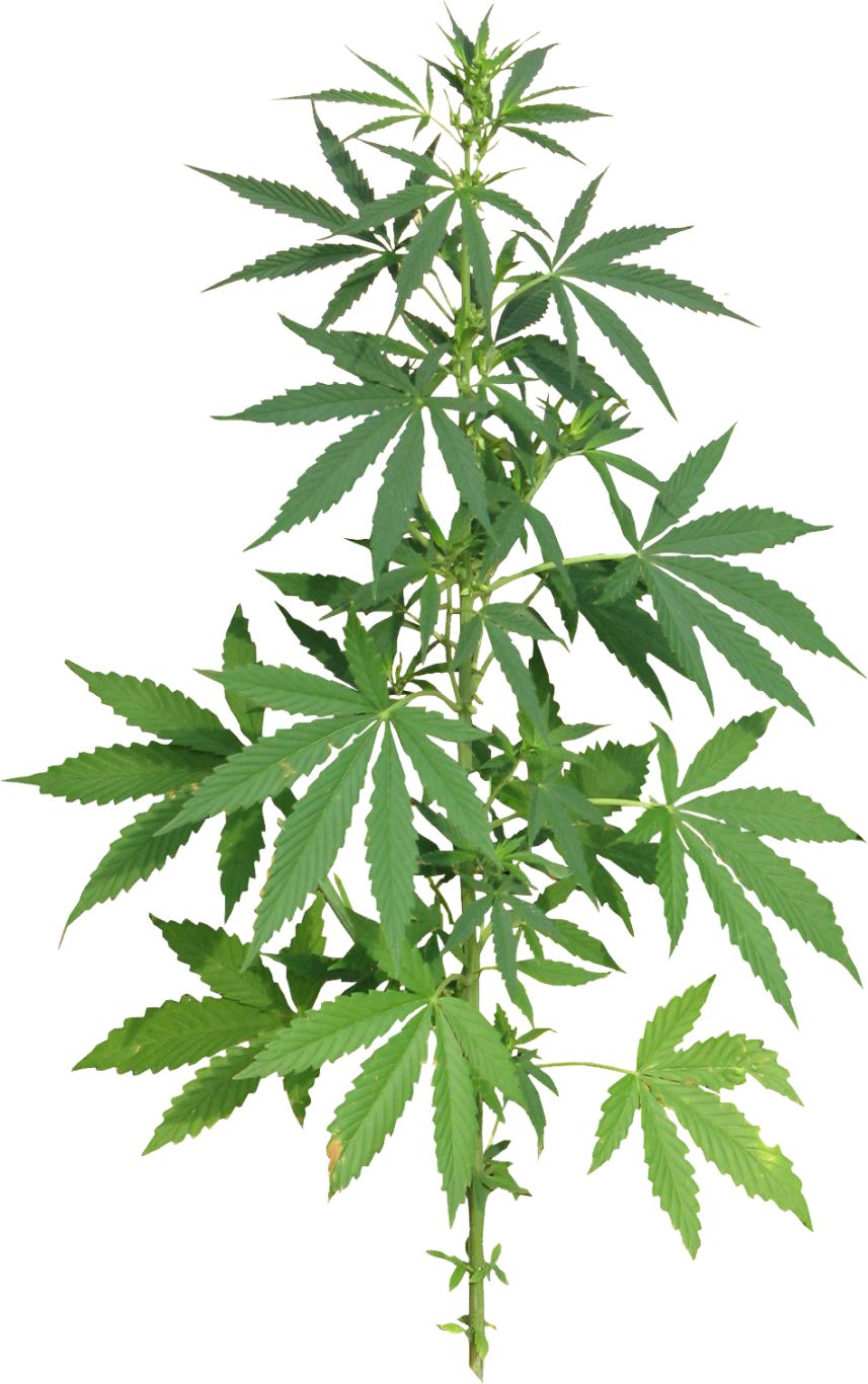 Cannabis PNG     图片编号:31968