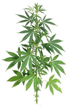 Cannabis PNG     图片编号:31990
