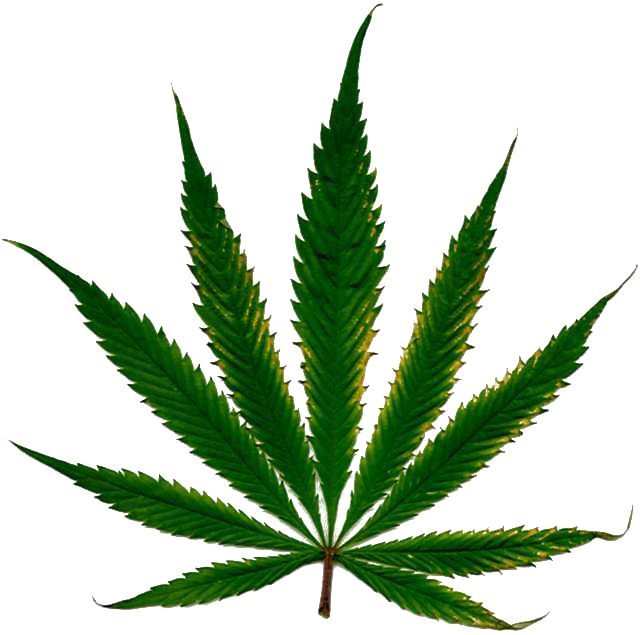 Cannabis PNG     图片编号:31993