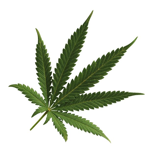 Cannabis PNG     图片编号:31994