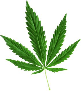 Cannabis PNG     图片编号:31995
