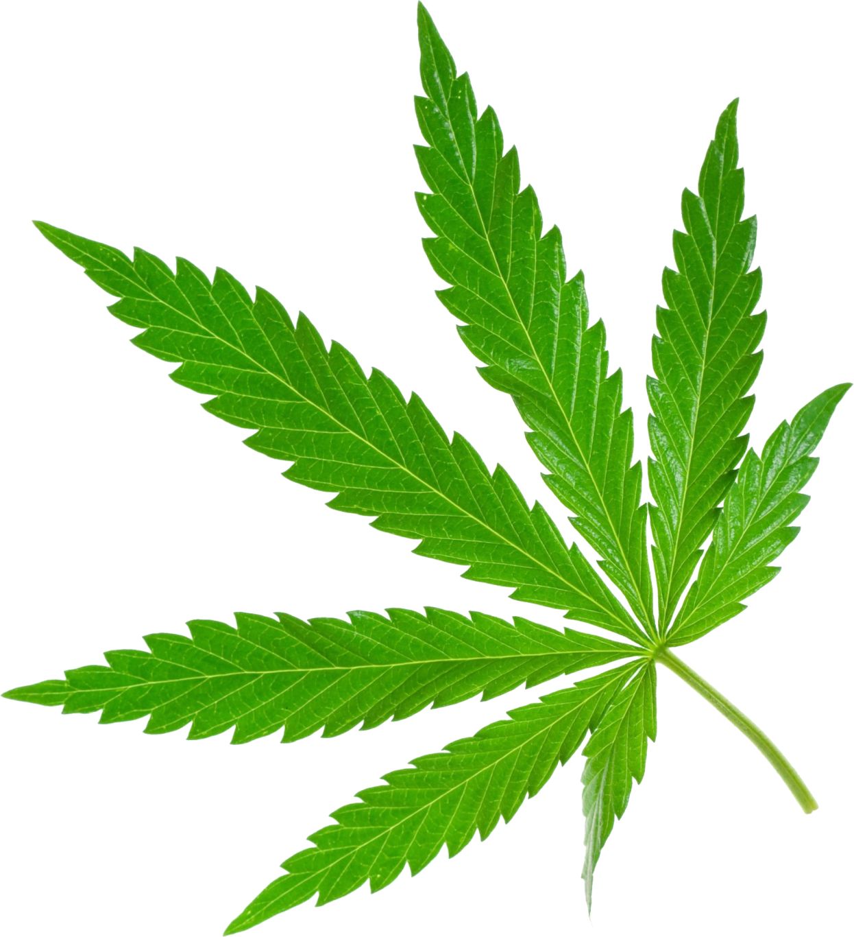 Cannabis PNG     图片编号:31969