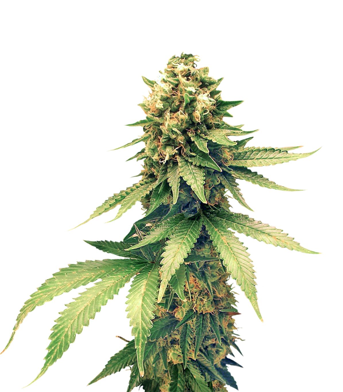 Cannabis PNG     图片编号:31999