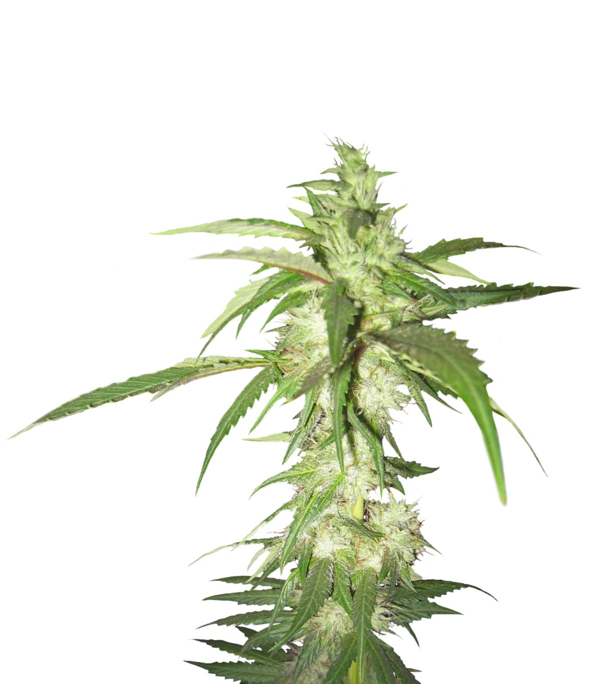 Cannabis PNG     图片编号:32000