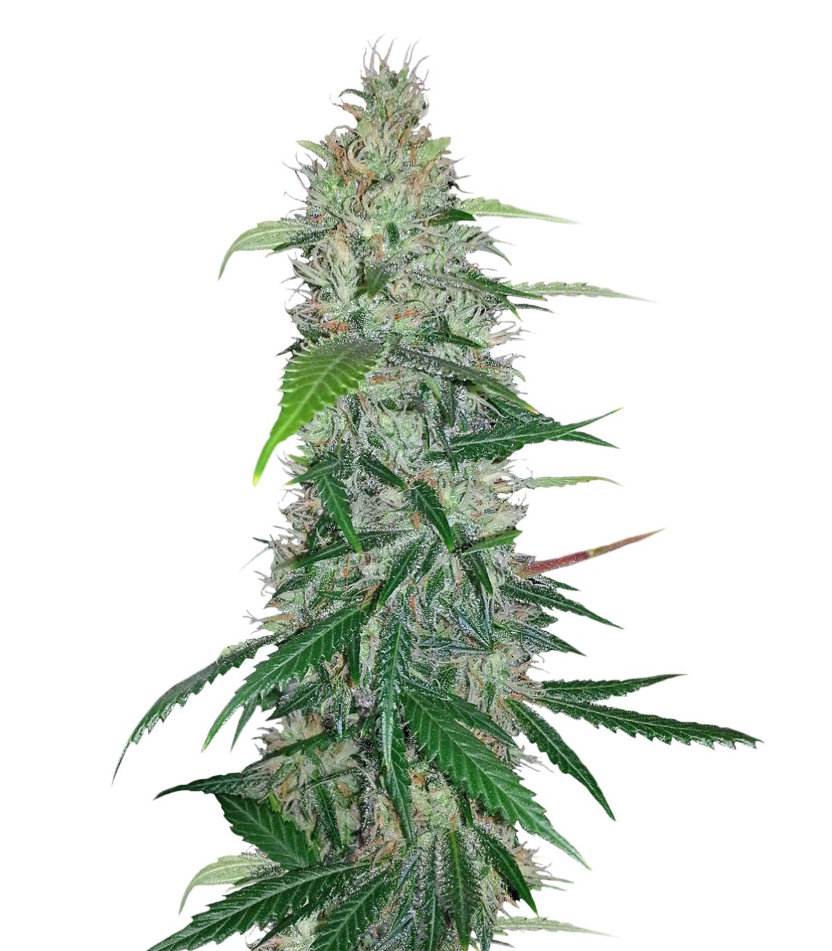 Cannabis PNG     图片编号:32001
