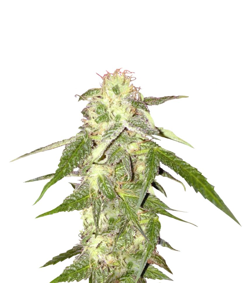 Cannabis PNG     图片编号:32002