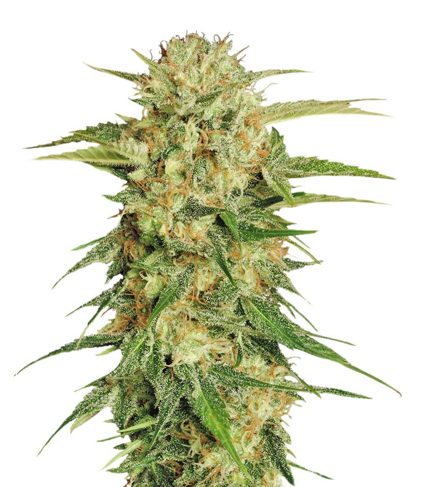 Cannabis PNG     图片编号:32003