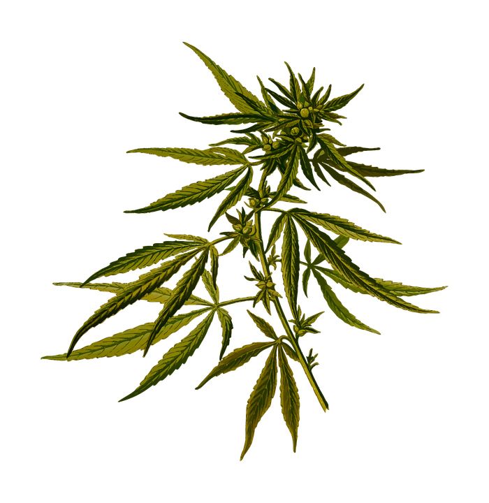 Cannabis PNG     图片编号:32005