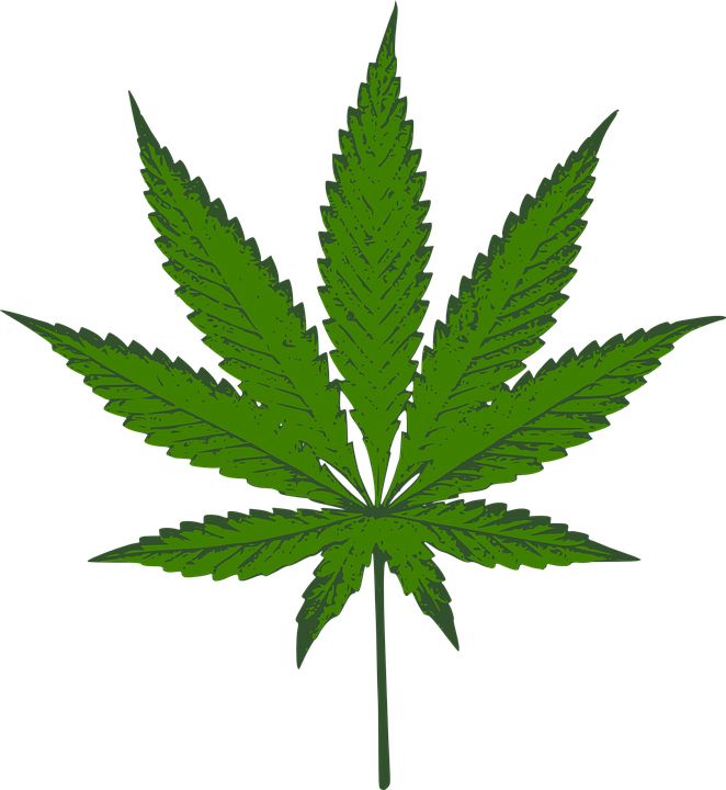 Cannabis PNG     图片编号:32006