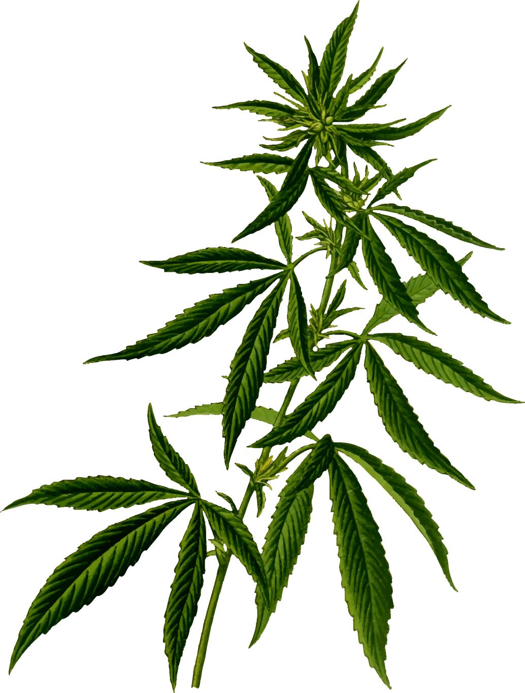 Cannabis PNG     图片编号:32013