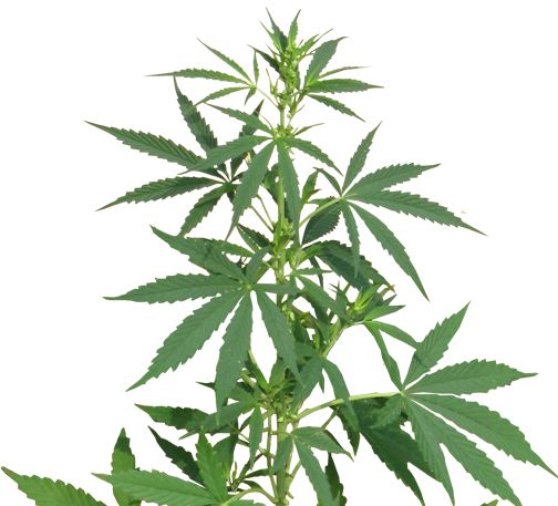 Cannabis PNG     图片编号:32014