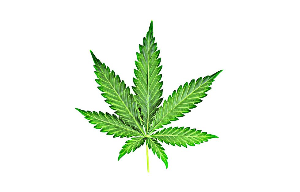 Cannabis PNG     图片编号:31971