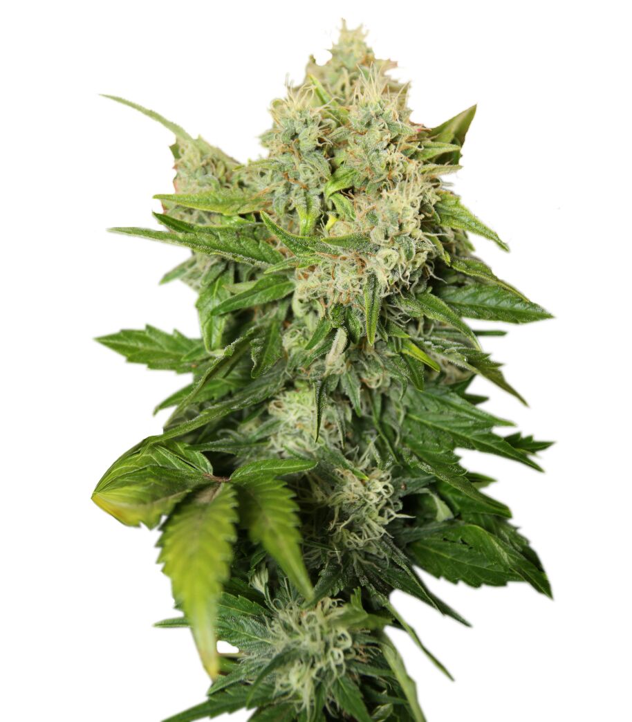 Cannabis PNG     图片编号:32018