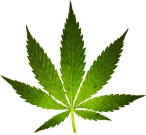 Cannabis PNG     图片编号:32019