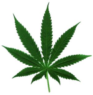 Cannabis PNG     图片编号:32021