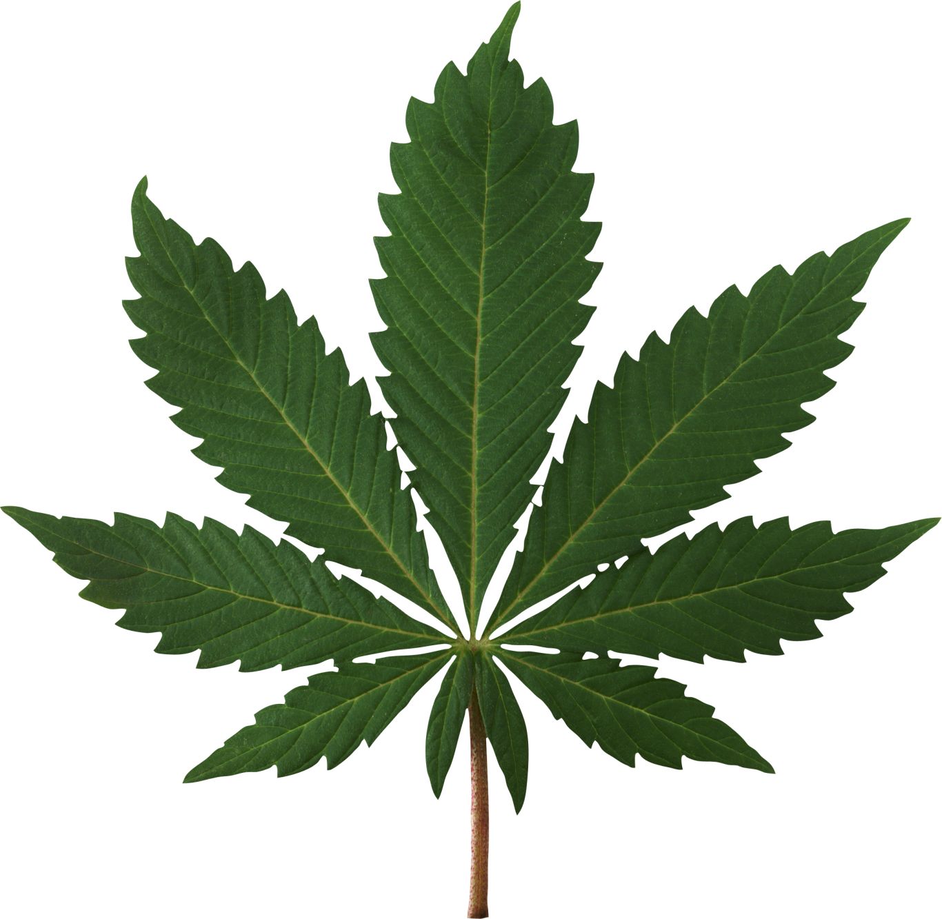 Cannabis PNG     图片编号:32023